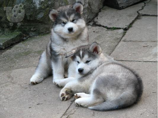 ALASKA MALAMUTE